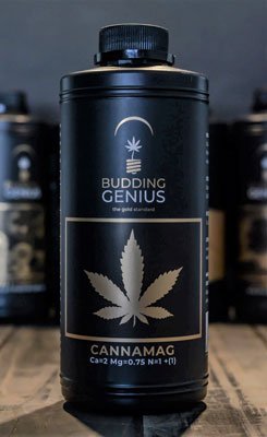 Budding Genius - Cannamag