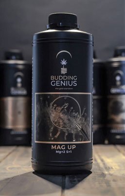 Budding Genius - MagUp
