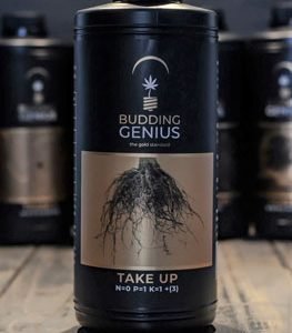 Budding Genius - Take Up