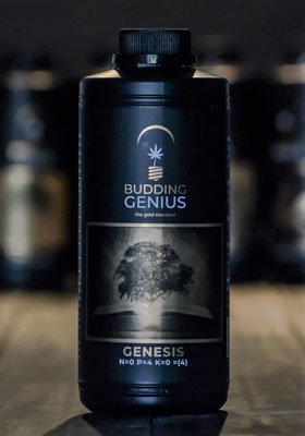 Budding Genius - Genesis